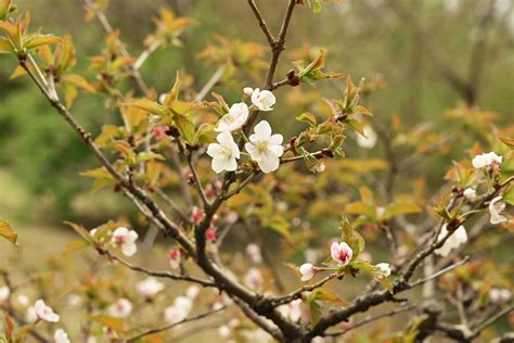 花樹種類|庭木図鑑 植木ペディア